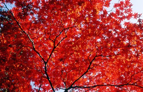 神戸　再度山公園の紅葉