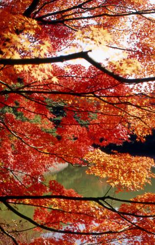 神戸　再度山公園の紅葉