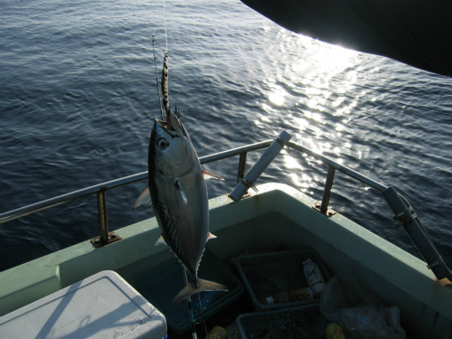 沖縄釣り