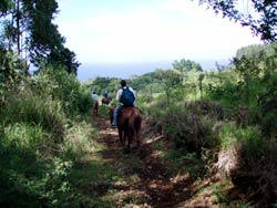 ワイピオ渓谷を見下ろすトレイルを馬に乗って巡る