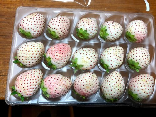 イチゴは赤 白いいちごもあります 白いイチゴが届きました 松葉博雄の社長研究室
