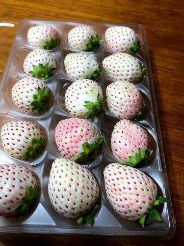 イチゴは赤 白いいちごもあります 白いイチゴが届きました 松葉博雄の社長研究室