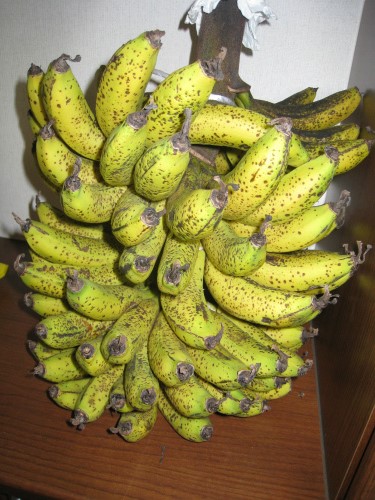 沖縄恩納村産バナナ