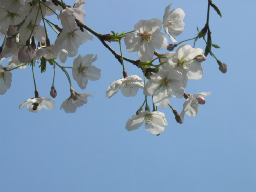 本郷台中学校の桜