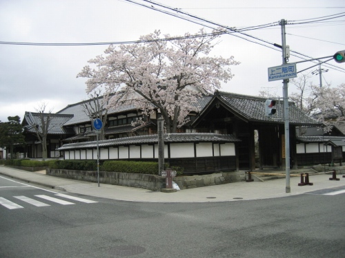 篠山城の桜
