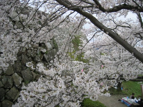 篠山城の桜