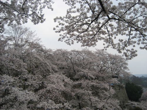 今年の桜は、少し咲き方が妖艶でないような気がしました