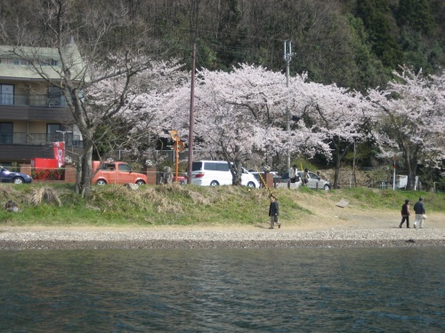 大井丸からの桜