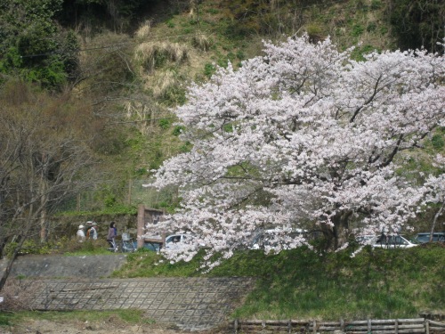 大井丸からの桜